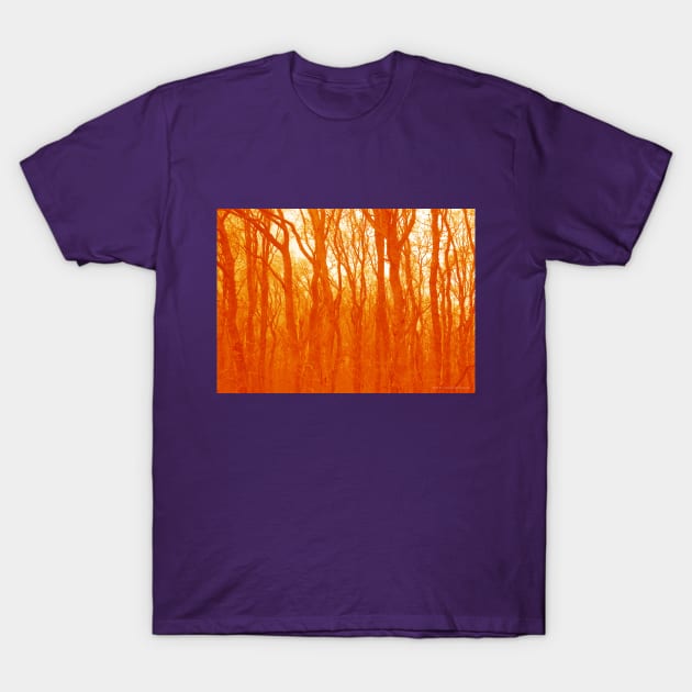 VELVET WOOD: Orange T-Shirt by Danny Germansen